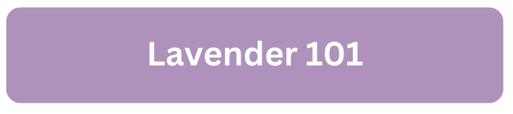 Lavender 101