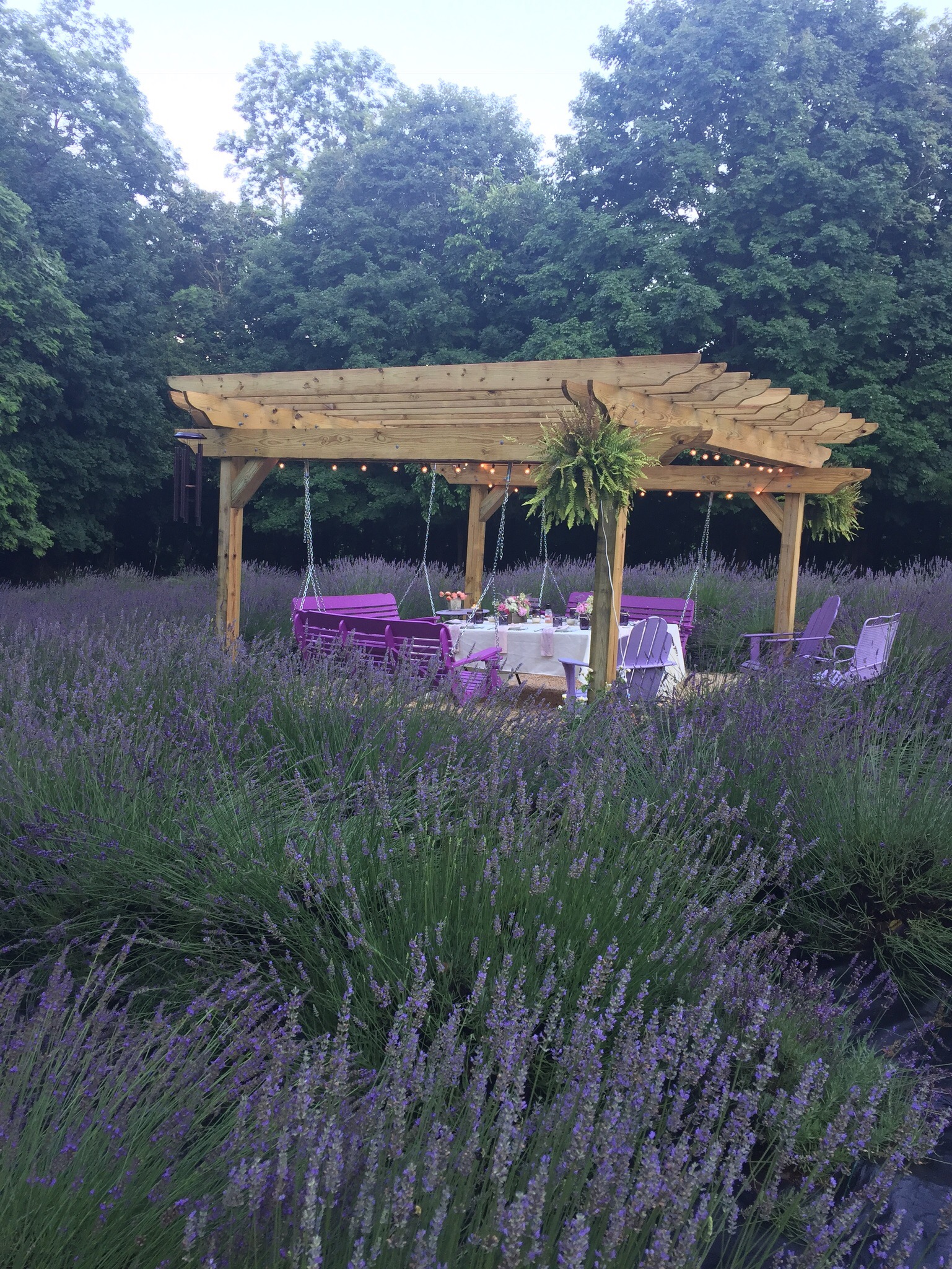 Mt. Airy Lavender, Coatesville, PA