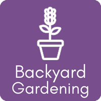Backyard Gardening with Lavender