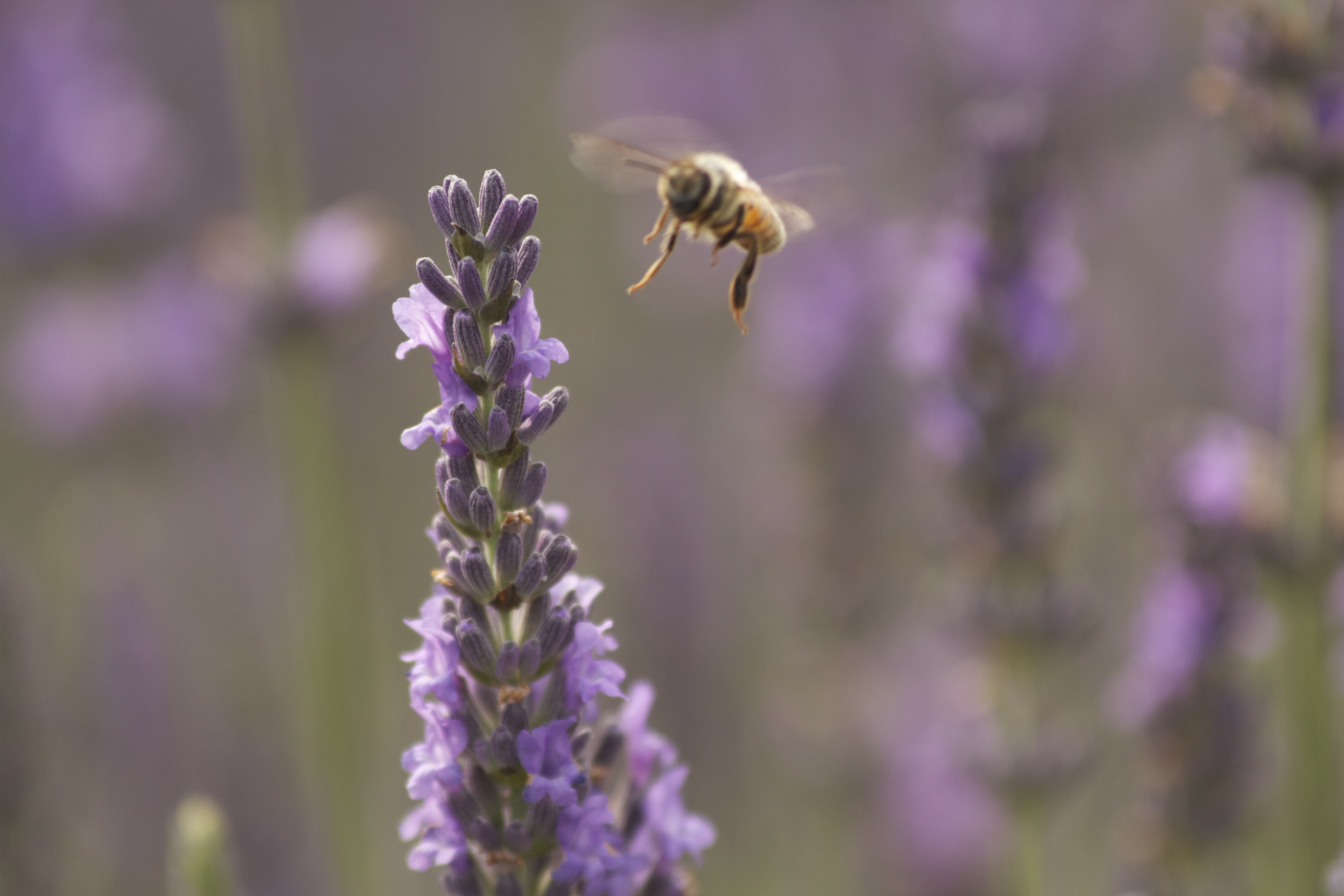 Bee in Lavender
