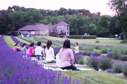 Kharis-Lavender-Fields